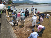 多々良海岸の清掃活動（伊万里市カブトガニを守る会会員以外も一般企業や町おこし団体の参加）