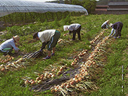玉ねぎの収穫作業
