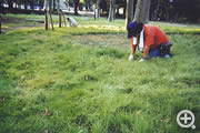 上野公園内の草とり