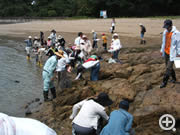 海辺の学校（海の生物観察）