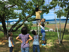 山形県河北町でさくらんぼ狩り