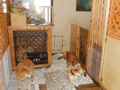 震災時、自宅を開放し犬の居場所を作った時の写真
