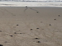 早朝、稚ガメの孵化に遭遇、あっと言うに海へ帰っていった