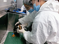 油汚染水鳥救護講習会でカモを洗浄しているところ