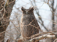 観察を続けるシマフクロウ雄成鳥