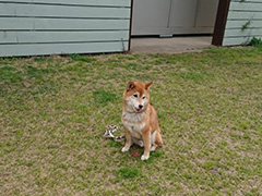 セラピー犬