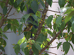 石原さんが植えた桜の実をついばむマダガスカルメジロ