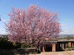 大使館中庭の満開の桜