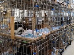 2011年3月 高松市 犬多頭飼育崩壊現場。山口獣医師と不妊手術