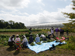 遊休農地を活用した交流の場の創出　枝豆収穫イベント