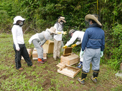遊休農地を活用した養蜂体験