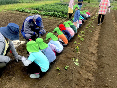 さつまいも植え、地域の方と畑を通した交流