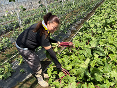 スリランカ人達と始めたスリランカ野菜の栽培