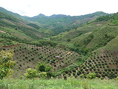 森林再生プロジェクト開始8年経過後の村森林農業の状況（マンゴー・ラムヤイ・コーヒー）
