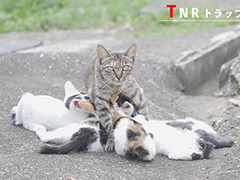 TNR活動の紹介VTRより