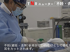 TNR活動の紹介VTRより