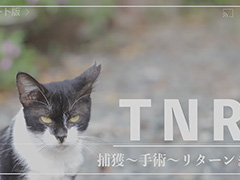 TNR活動の紹介VTRより