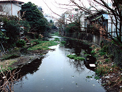 ドブ川と化した源兵衛川