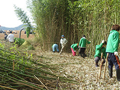 地域協働による松毛川の竹林伐採