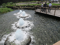 境川・清住緑地の湧水の水柱