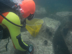 ムラサキウニ捕獲の様子