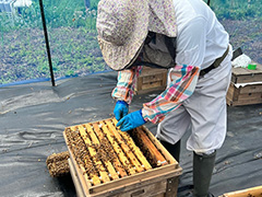 農業系の体験就労の様子（ハチミツ）