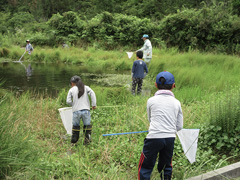 （豪雨災害前）水辺の生き物の採取