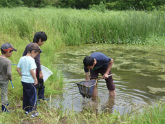 （豪雨災害前）水辺の生き物の採取