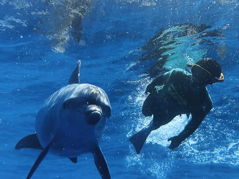 野生のミナミハンドウイルカと泳ぐ「ドルフィンスイム」