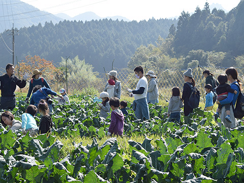 収穫祭での収穫中の写真
