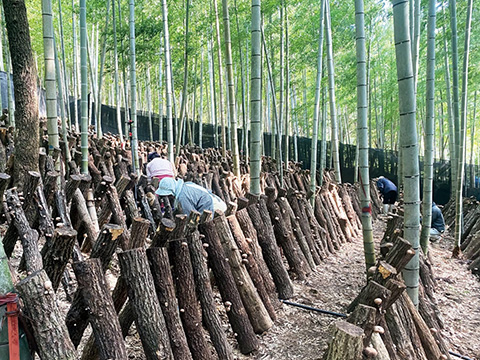 原木しいたけの栽培