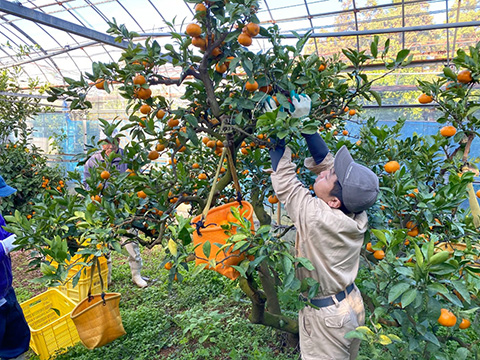 柑橘の栽培