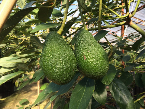 アボカド栽培
