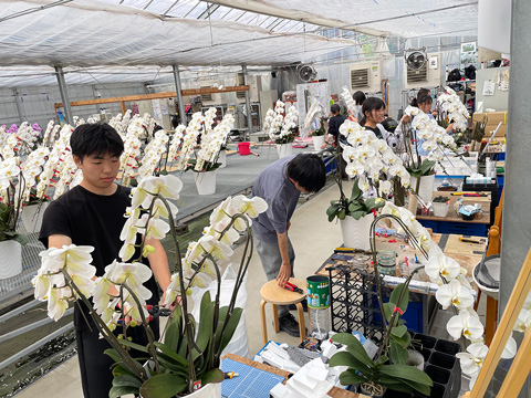 胡蝶蘭仕立ての様子