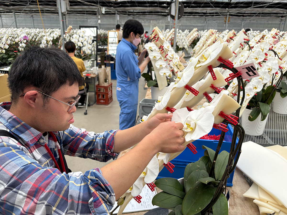 胡蝶蘭花並び矯正