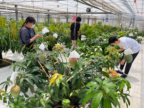 マンゴーの収穫