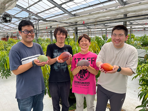 マンゴーの収穫