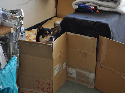 宮城県からは2頭の犬を預かりました