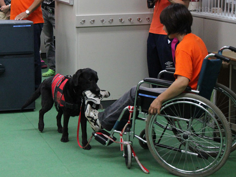 介助犬育成普及事業の中、イベントでの実演