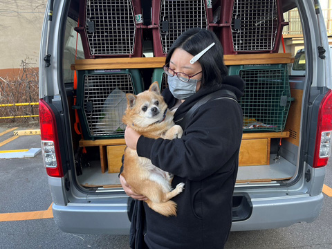 能登地震で被災した犬のお預かり。輪島の方で愛犬を連れていけないので預かりました。能登地震では2頭を預かりました