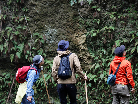 崖に生息する希少種の株数調査