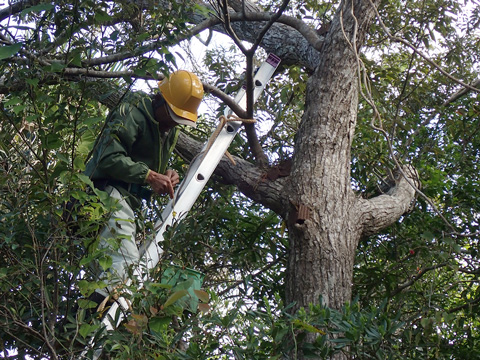 着生ラン（絶滅危惧種）の移植作業