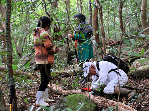 ムヨウランなどの小さな希少種を探す様子