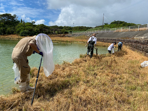 シロアゴガエル駆除作業（学生ボランティア）