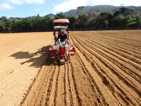 ジャガイモの植付け