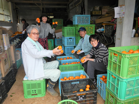 たんかんの仕分け