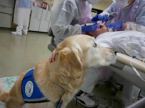 歯科治療の応援