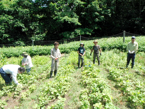苗は地元で採取した種子から育てている