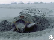 産卵後砂かけするカメ