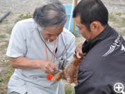 東松島町月浜の避難所にて動物の検診